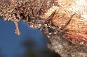 Holconia_insignis_D7825_Z_91_North Stradbroke island_Australie